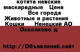 котята невские маскарадные › Цена ­ 18 000 - Все города Животные и растения » Кошки   . Ненецкий АО,Осколково д.